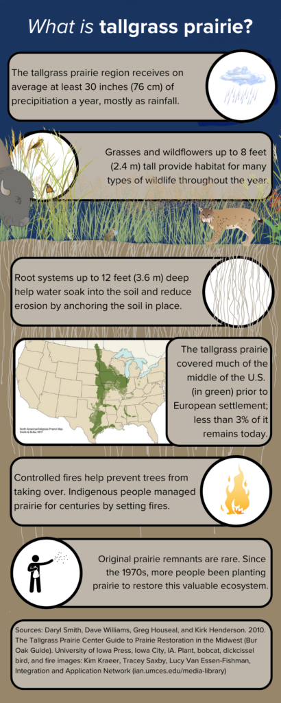 What is tallgrass prairie infographic